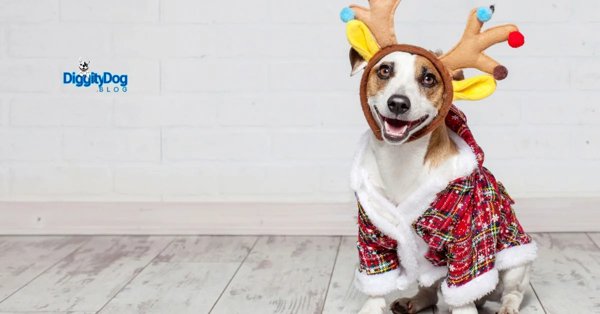 Pet for Christmas