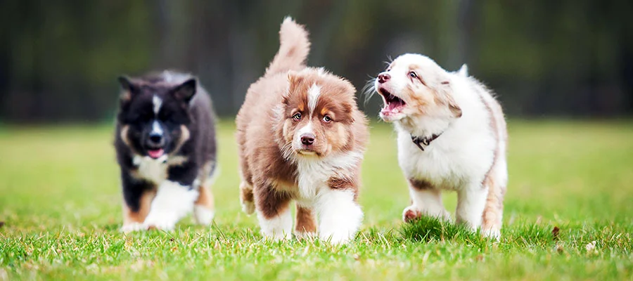 Puppy Socialization